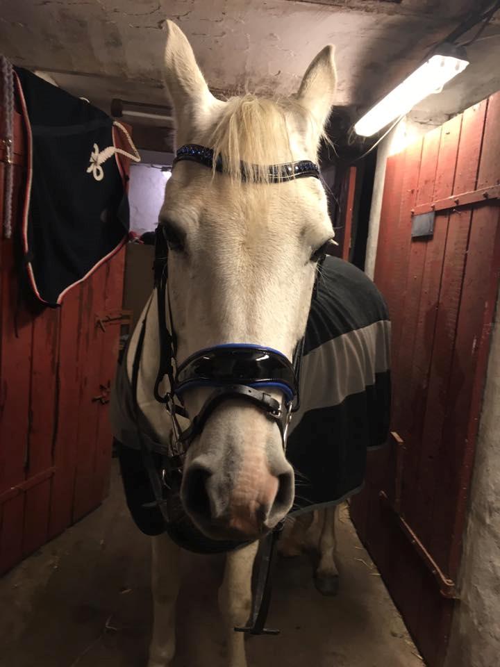 Hollandsk Varmblod V. P. Hestia billede 9