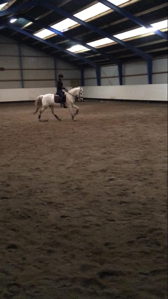 Hollandsk Varmblod V. P. Hestia billede 3