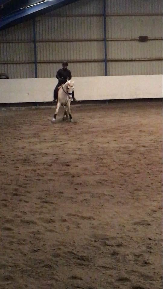 Hollandsk Varmblod V. P. Hestia billede 5