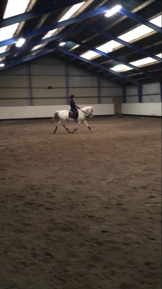 Hollandsk Varmblod V. P. Hestia billede 6