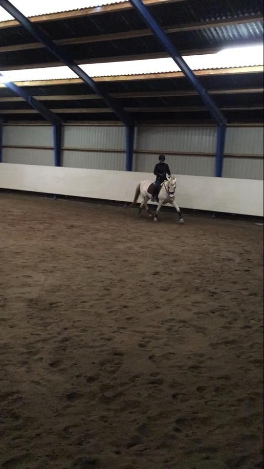 Hollandsk Varmblod V. P. Hestia billede 8