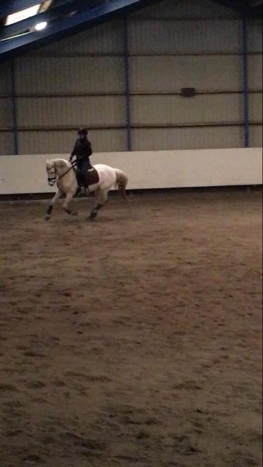 Hollandsk Varmblod V. P. Hestia billede 11