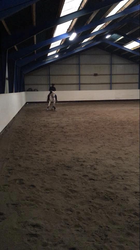 Hollandsk Varmblod V. P. Hestia billede 13