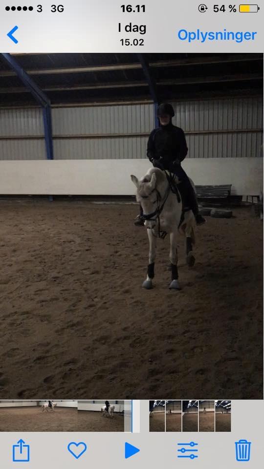 Hollandsk Varmblod V. P. Hestia billede 15