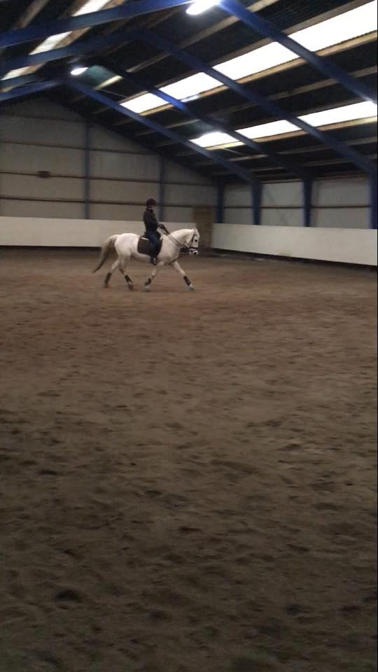 Hollandsk Varmblod V. P. Hestia billede 16