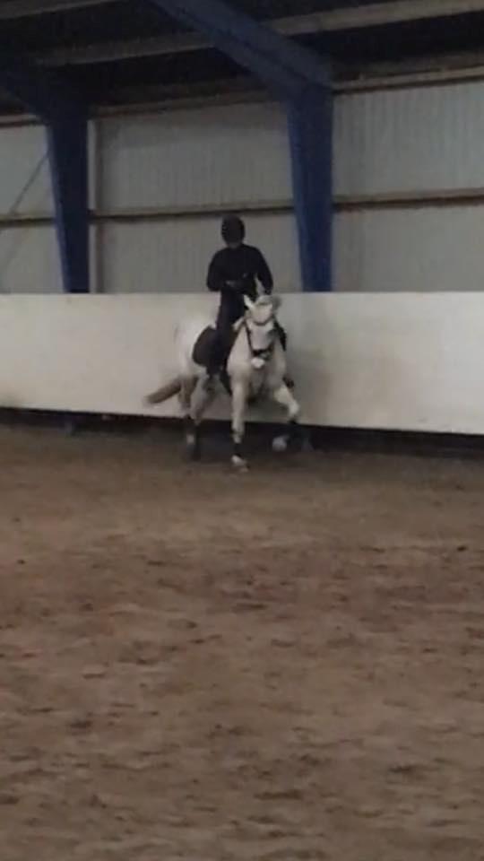 Hollandsk Varmblod V. P. Hestia billede 18