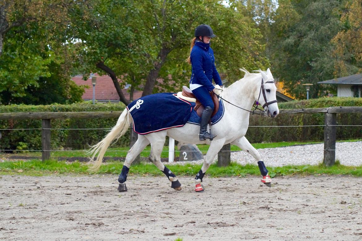 Hollandsk Varmblod V. P. Hestia billede 4