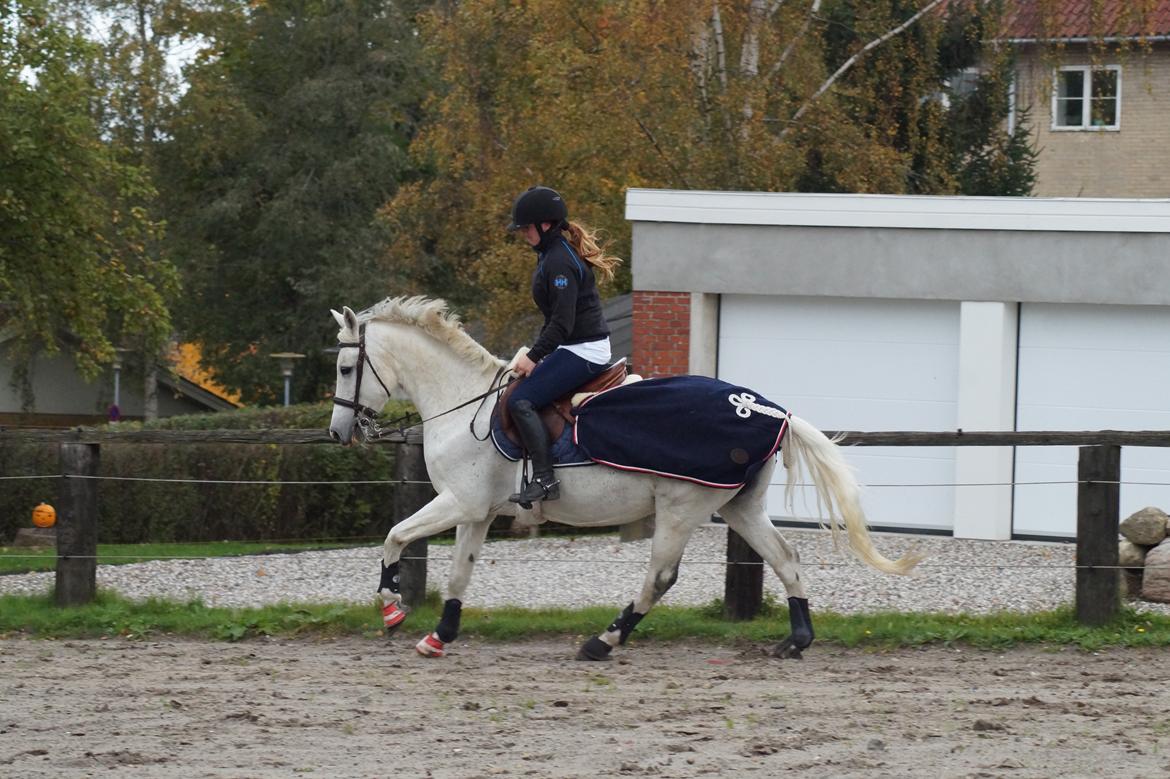 Hollandsk Varmblod V. P. Hestia billede 19