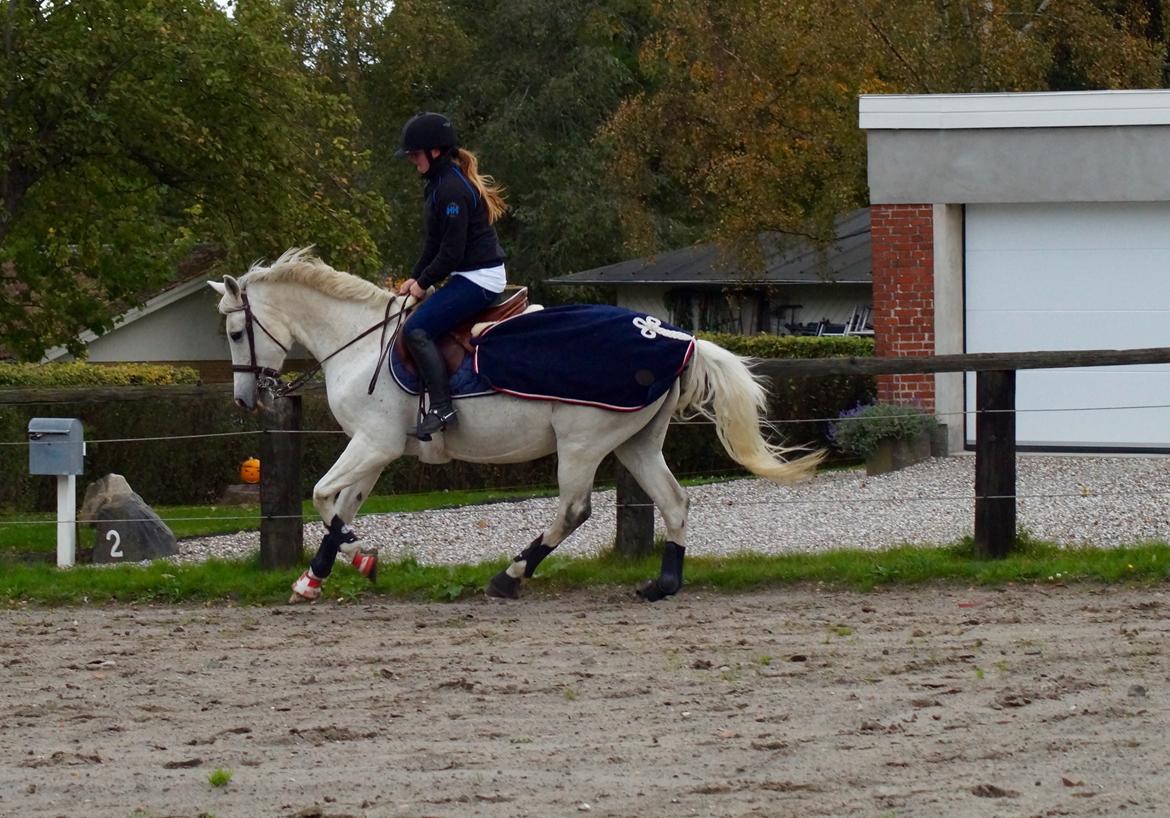 Hollandsk Varmblod V. P. Hestia billede 7