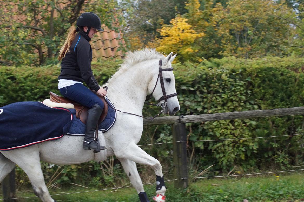 Hollandsk Varmblod V. P. Hestia billede 12