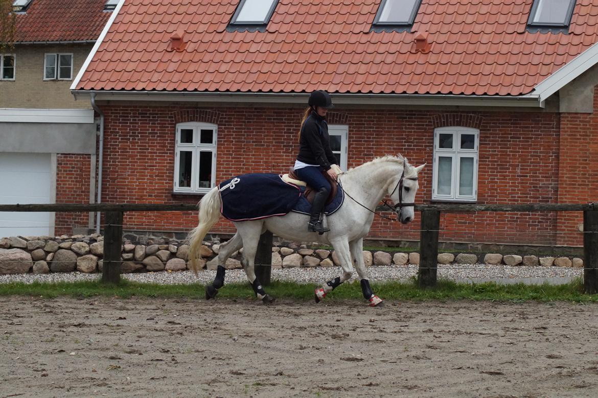 Hollandsk Varmblod V. P. Hestia billede 17