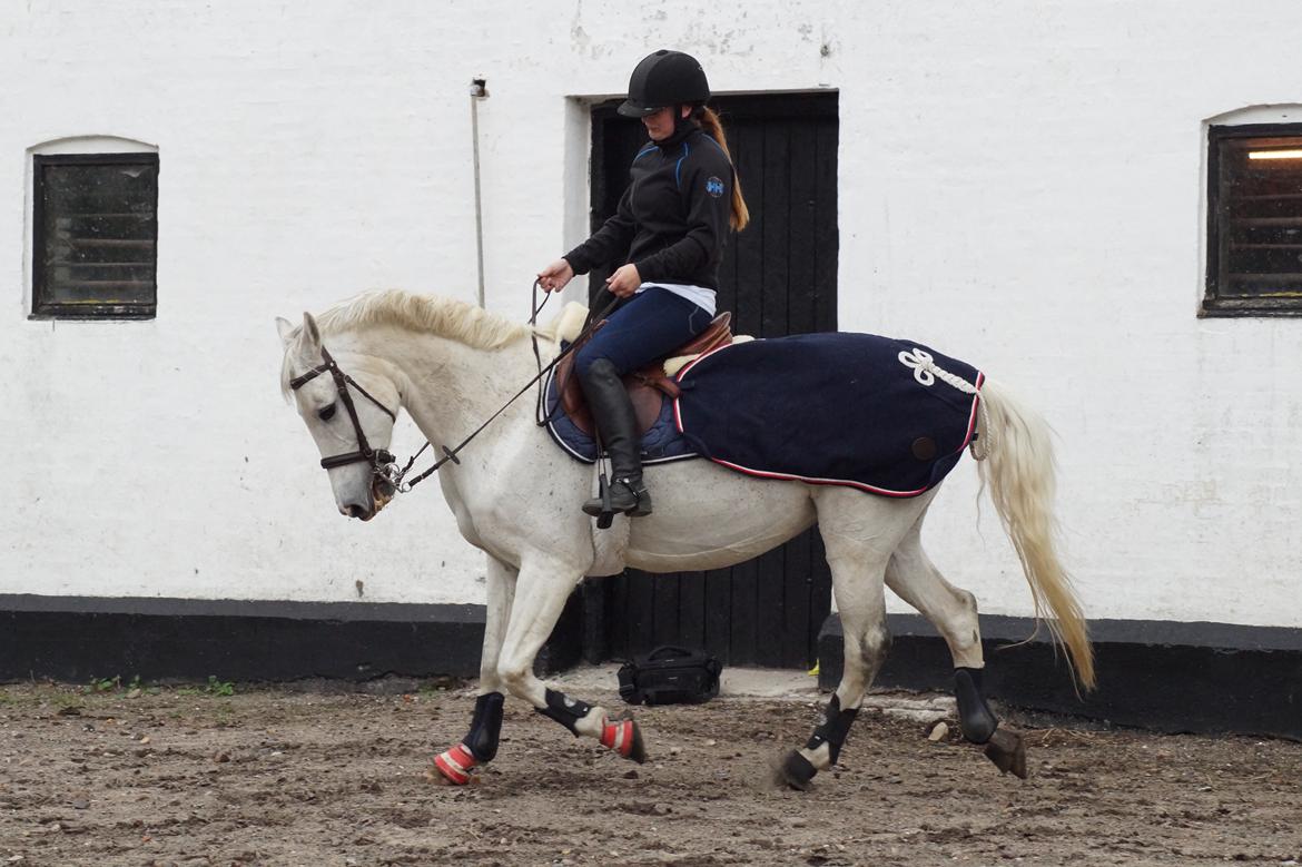 Hollandsk Varmblod V. P. Hestia billede 14