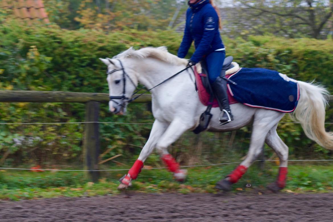 Hollandsk Varmblod V. P. Hestia billede 20