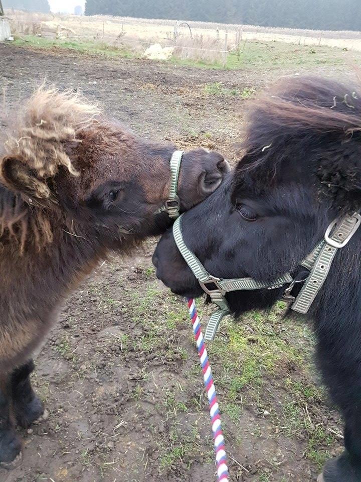 Shetlænder Annagaard Unesco - 21/12-2016 Nessie leger med Guido <3 billede 6