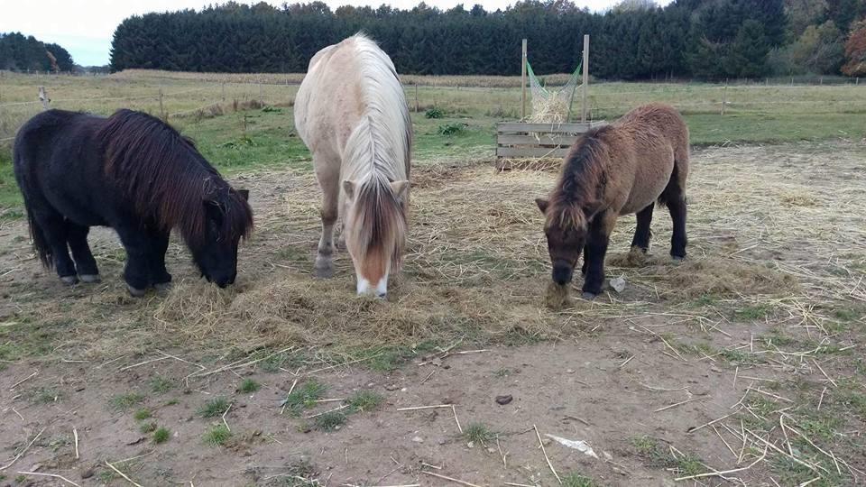 Shetlænder Annagaard Unesco - 3/11-2016 Nessie hygger med storebror Ismo og onkel Guido <3 billede 7