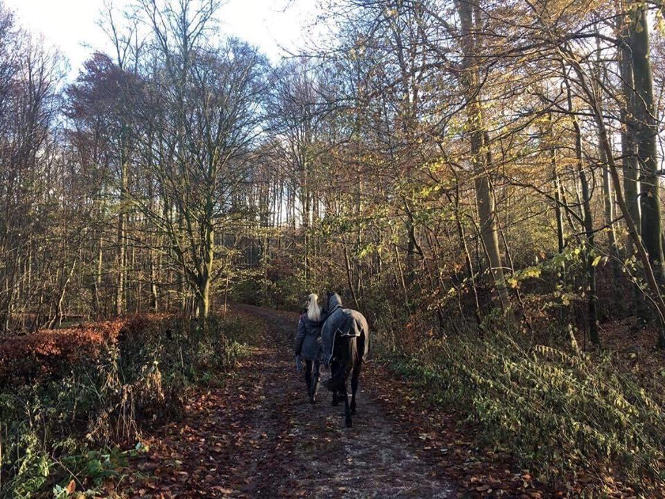 Welsh Partbred (Sec F) Tabaluga 167 - Christmas Show 2016, billede: Min mor billede 3