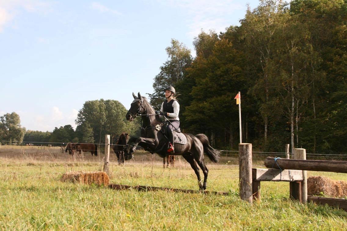 Welsh Partbred (Sec F) Tabaluga 167 - Første terræntræning, billede: Rebecca billede 5