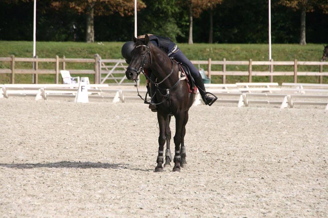 Welsh Partbred (Sec F) Tabaluga 167 - Billede: Rebecca billede 10