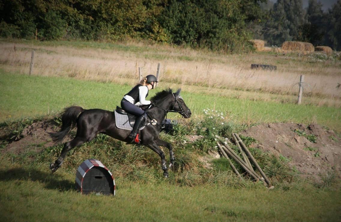 Welsh Partbred (Sec F) Tabaluga 167 - Billede: Rebecca billede 8
