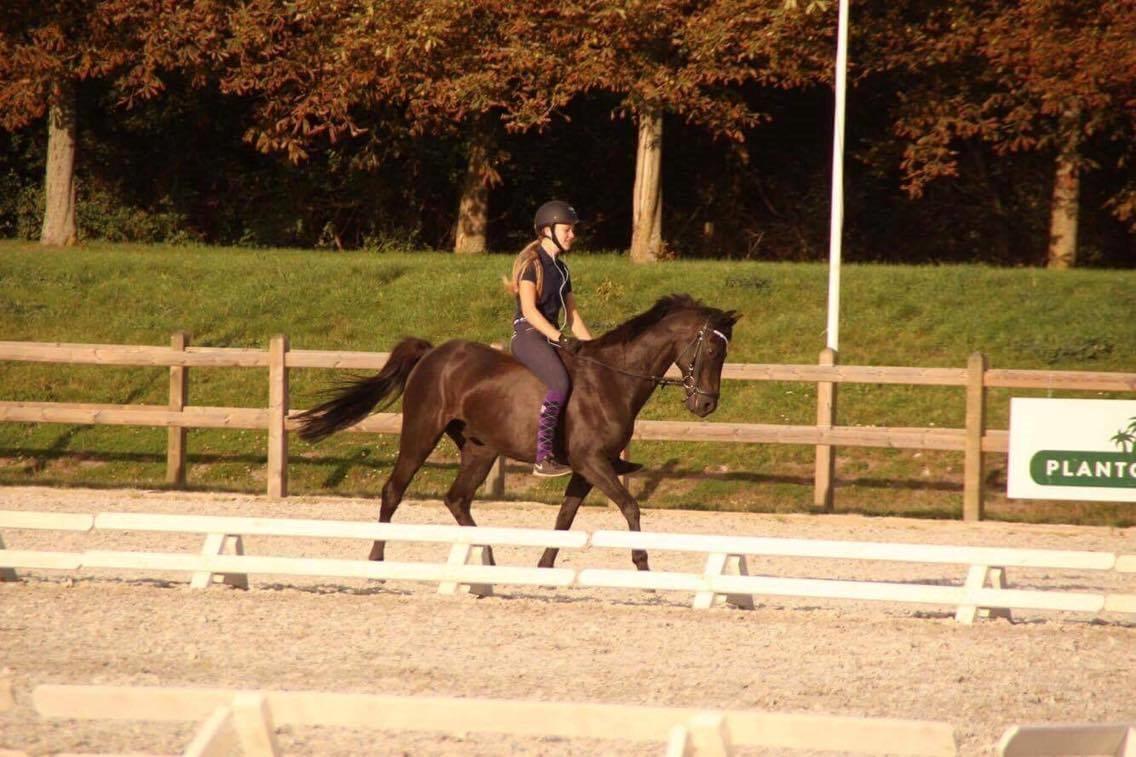 Welsh Partbred (Sec F) Tabaluga 167 - Billede: Cecilie billede 6