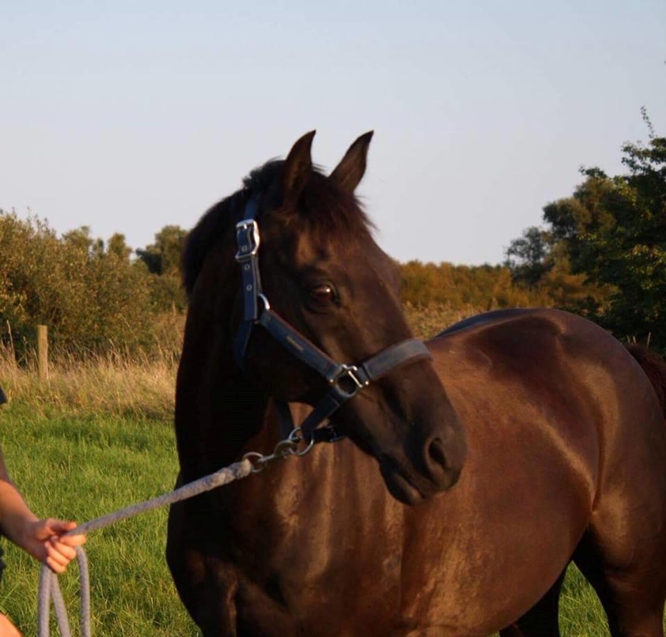 Welsh Partbred (Sec F) Tabaluga 167 - Tabaluga <3 billede 1