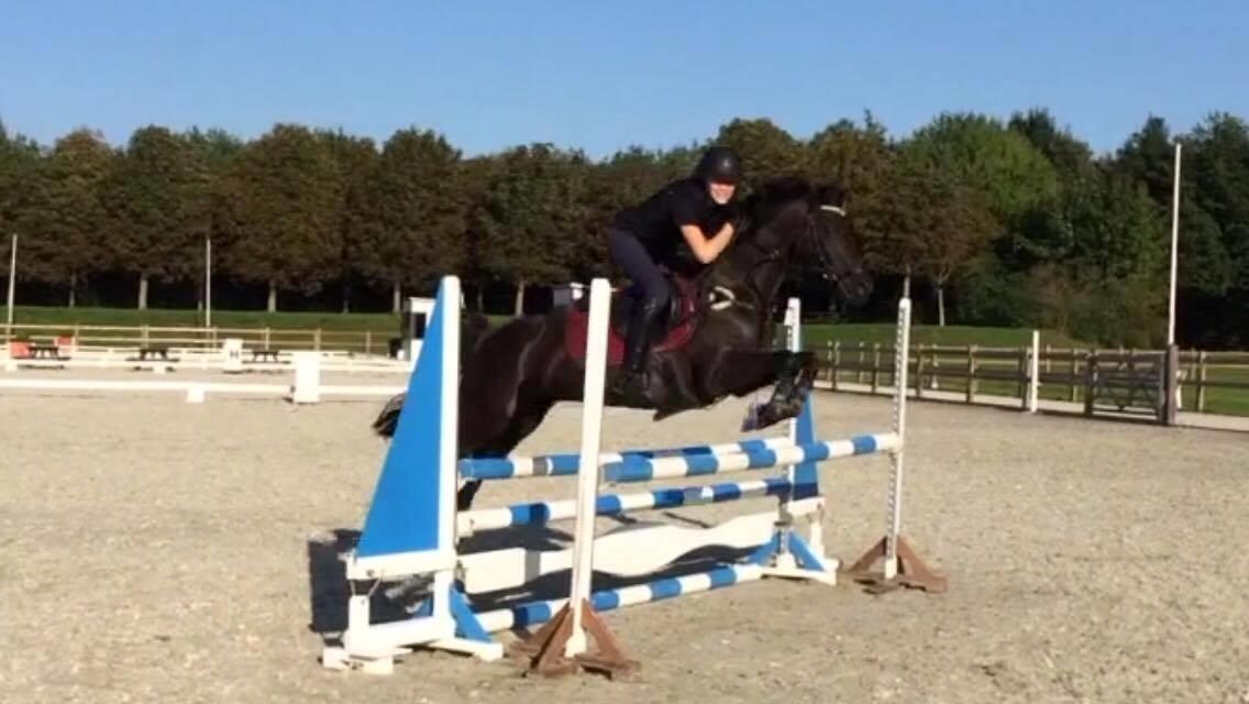 Welsh Partbred (Sec F) Tabaluga 167 billede 13