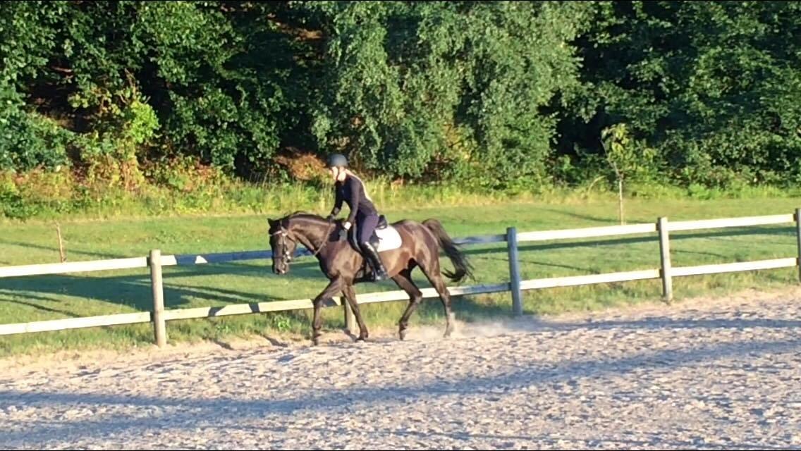 Welsh Partbred (Sec F) Tabaluga 167 - Fra da jeg prøvede ham, billede: Min mor billede 14