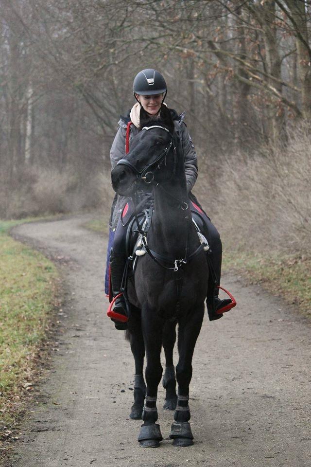 Welsh Partbred (Sec F) Tabaluga 167 - Billede: Mathilde billede 15