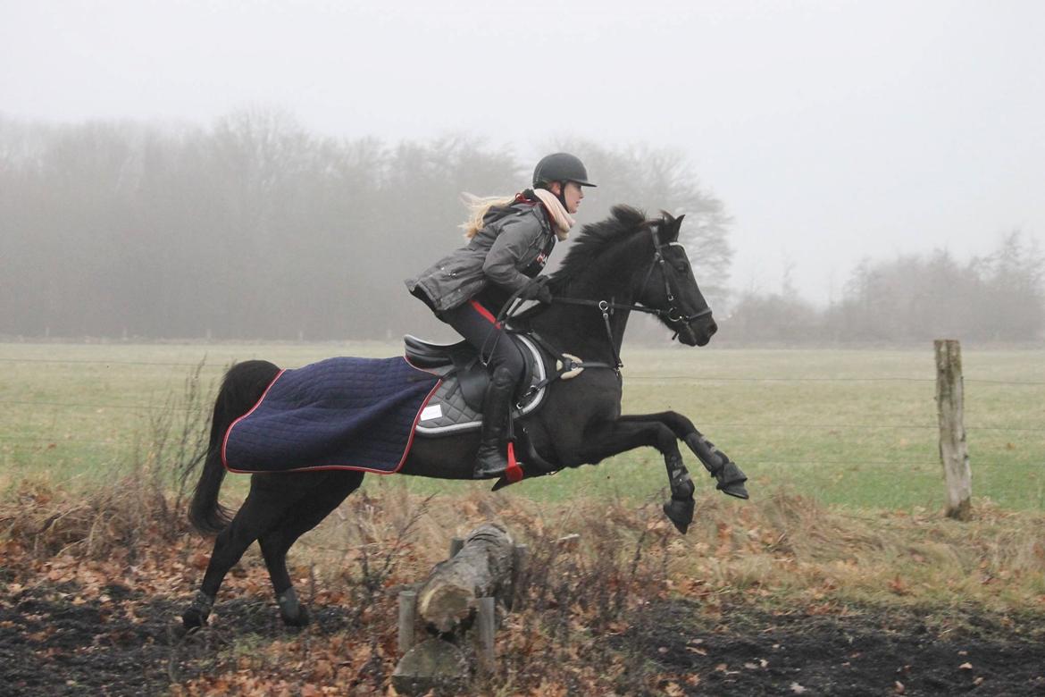 Welsh Partbred (Sec F) Tabaluga 167 - Billede: Mathilde billede 16