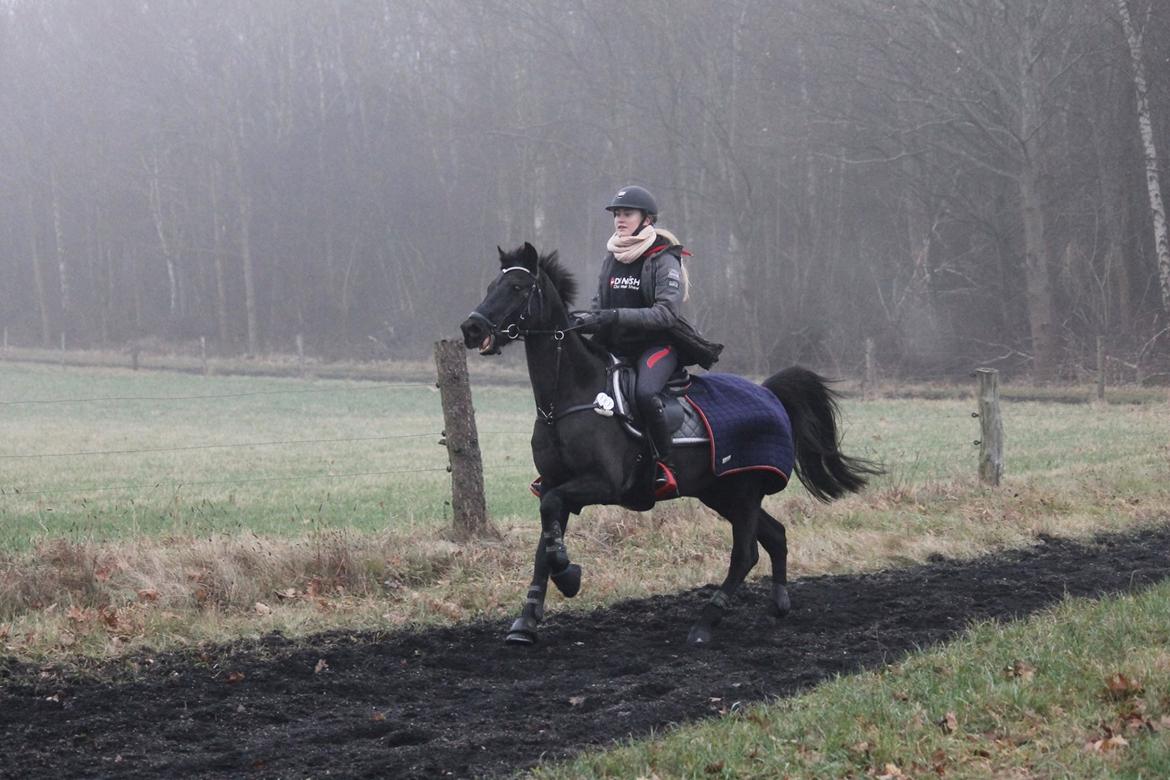 Welsh Partbred (Sec F) Tabaluga 167 - Billede: Mathilde billede 7