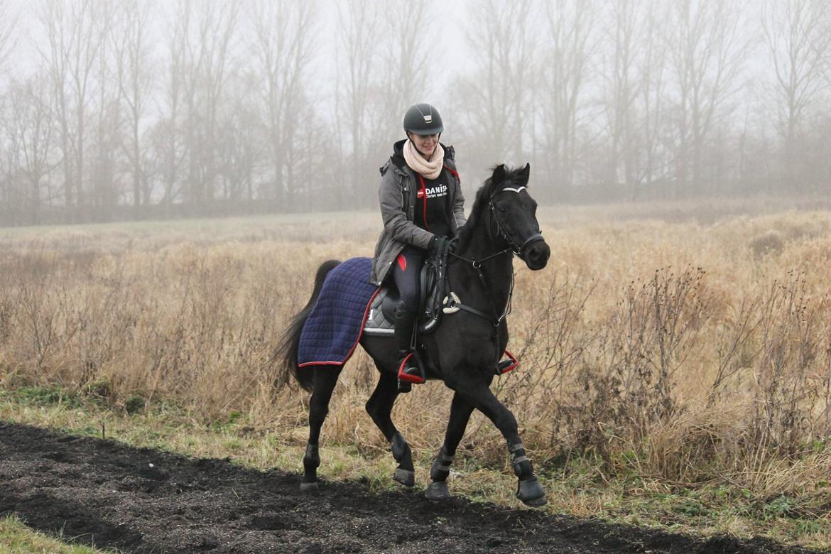 Welsh Partbred (Sec F) Tabaluga 167 - Billede: Mathilde billede 2
