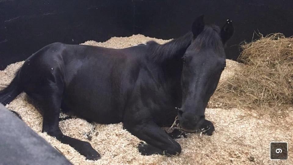 Welsh Partbred (Sec F) Tabaluga 167 - Billede: Mig billede 11