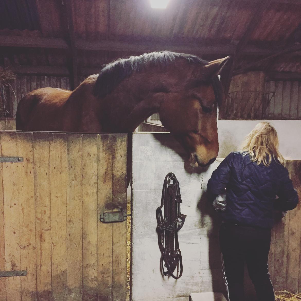 Anden særlig race Marcel Regal - Marcel tjekker lige hvad Laura laver ☺ billede 8