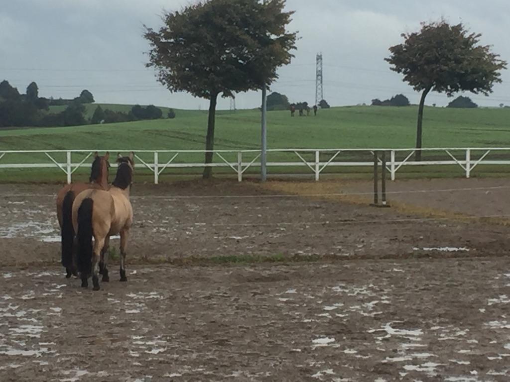 Hollandsk Sportspony Valerie billede 6