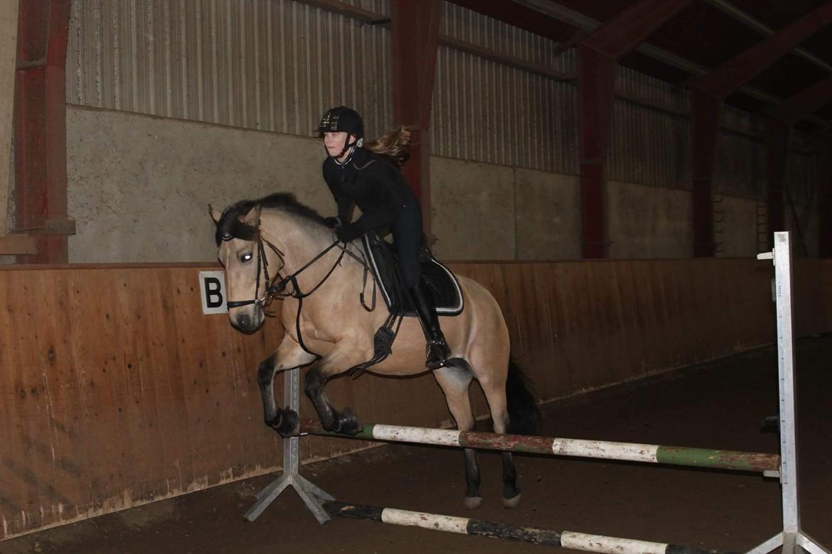 Hollandsk Sportspony Valerie billede 8