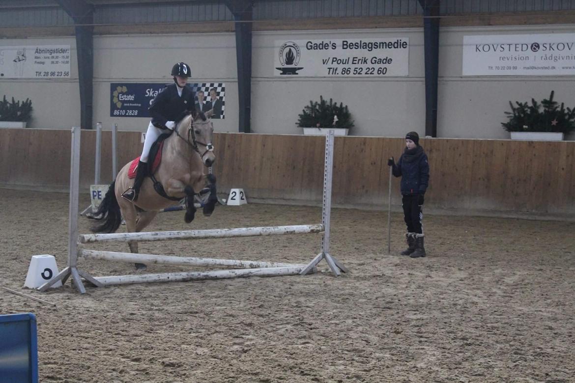 Hollandsk Sportspony Valerie billede 9