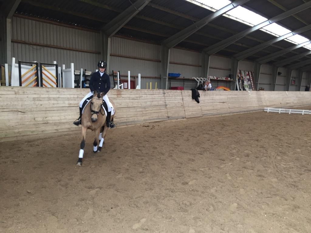 Hollandsk Sportspony Valerie billede 7