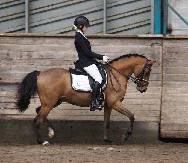 Welsh Partbred (Sec F) Dimitri A- pony  billede 18