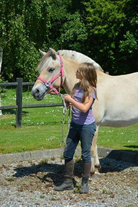 Fjordhest Gaja Kvistgaard billede 2