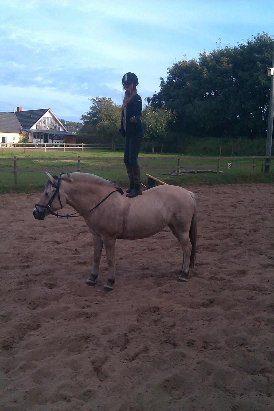 Fjordhest Gaja Kvistgaard billede 10