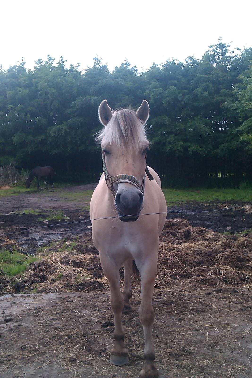 Fjordhest Gaja Kvistgaard billede 9