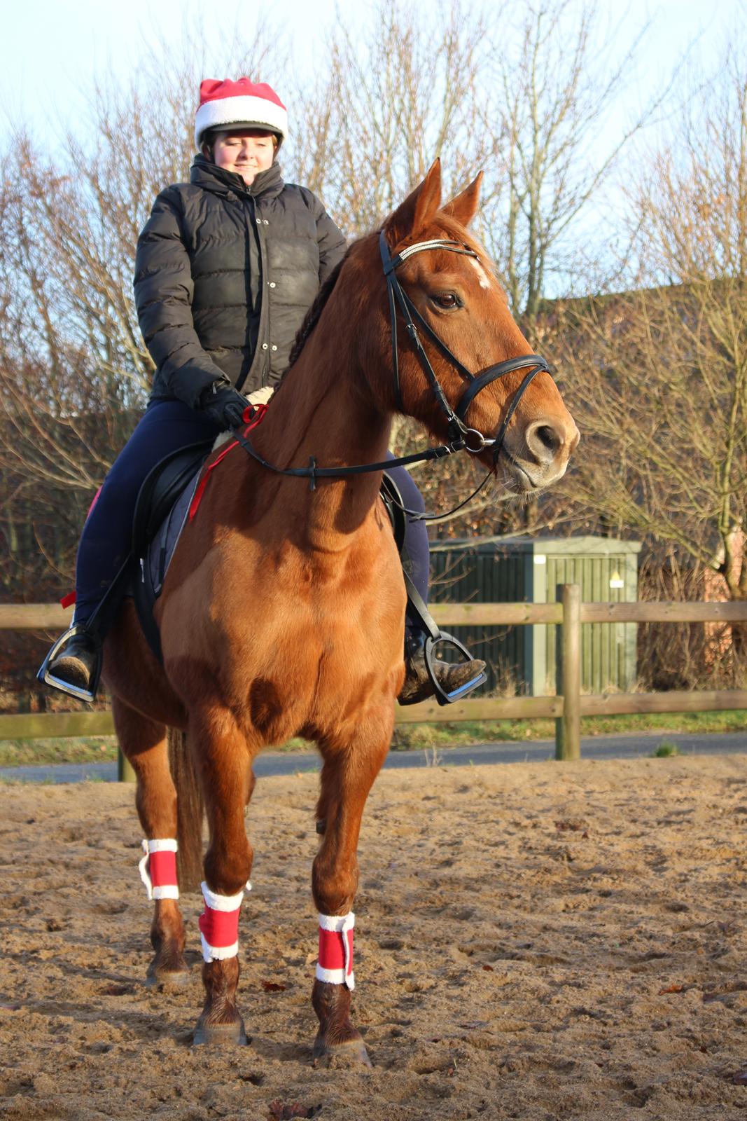 Anden særlig race Mulle - Julen 2016 billede 7