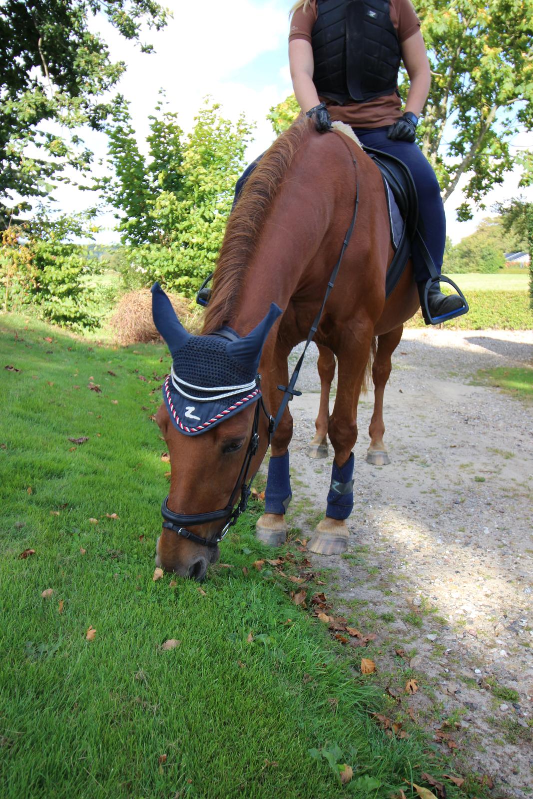 Anden særlig race Mulle billede 8