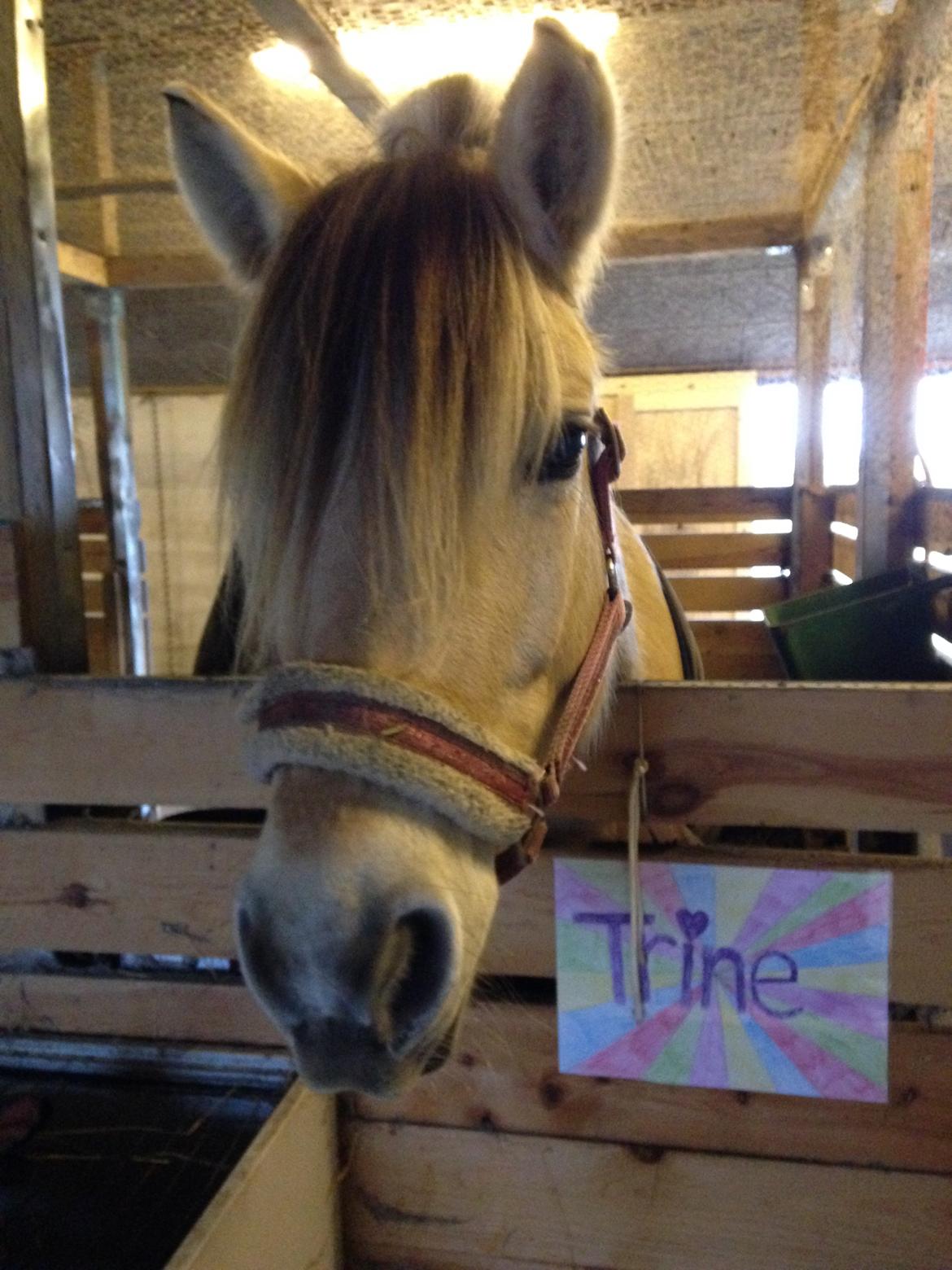 Fjordhest Bettegaards Fie - Fie hygger i Trines boks billede 1