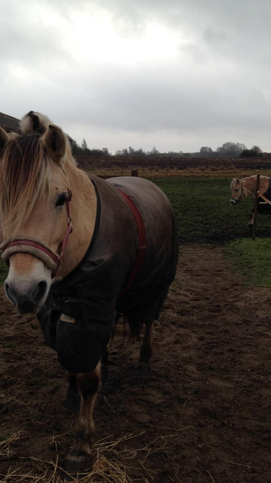 Fjordhest Bettegaards Fie - Hygge på folden billede 4