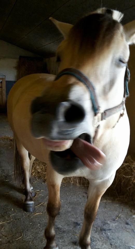 Fjordhest Bettegaards Fie - Ej Fie, hvor er du bare smuk :-) billede 6