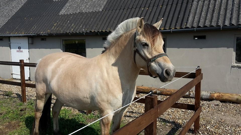 Fjordhest Bettegaards Fie billede 7