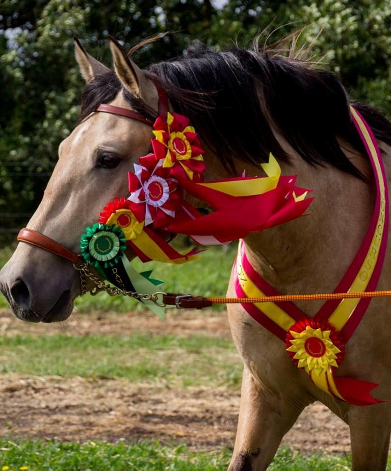 Pura Raza Española Pascual MAR billede 2