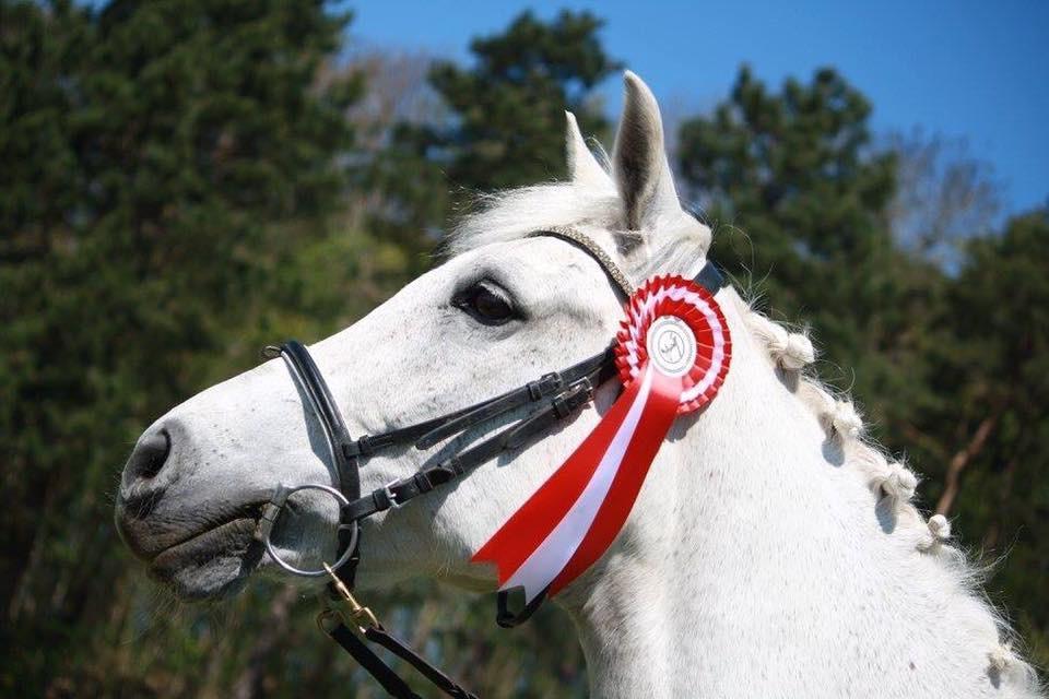 Sportsaraber (A) Gøben billede 17