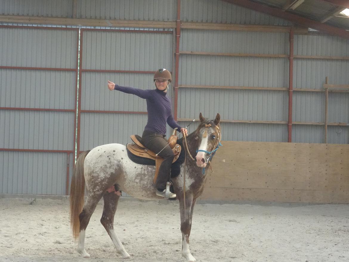 Appaloosa DIego billede 19